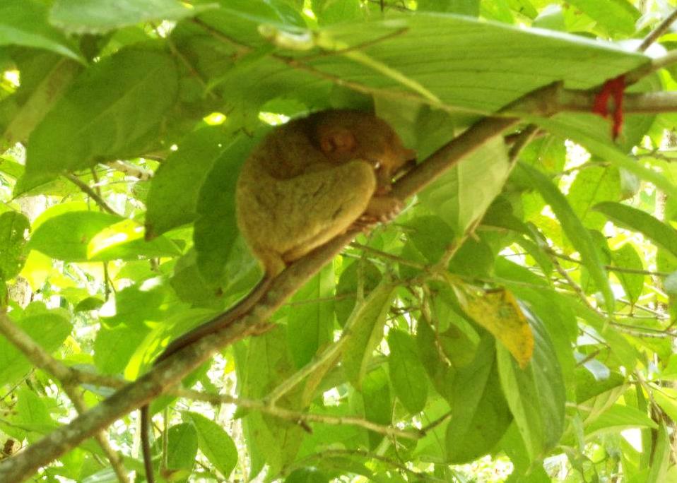セブ発ボホール1泊観光