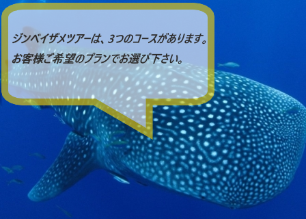 ジンベイザメツアー(混載)